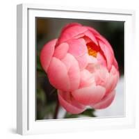 Peony-Katano Nicole-Framed Photo