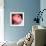 Peony-Katano Nicole-Framed Photo displayed on a wall