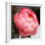 Peony-Katano Nicole-Framed Photo