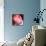 Peony-Katano Nicole-Mounted Photo displayed on a wall