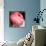 Peony-Katano Nicole-Photo displayed on a wall