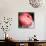 Peony-Katano Nicole-Photo displayed on a wall