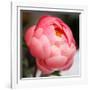 Peony-Katano Nicole-Framed Photo