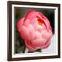 Peony-Katano Nicole-Framed Photo