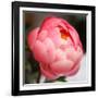 Peony-Katano Nicole-Framed Photo