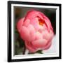 Peony-Katano Nicole-Framed Photo