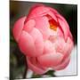 Peony-Katano Nicole-Mounted Photo