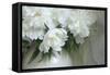 Peony-Anna Miller-Framed Stretched Canvas