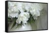 Peony-Anna Miller-Framed Stretched Canvas