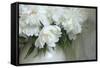 Peony-Anna Miller-Framed Stretched Canvas