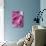 Peony-Karyn Millet-Photographic Print displayed on a wall