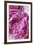 Peony-Karyn Millet-Framed Photographic Print