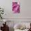 Peony-Karyn Millet-Photographic Print displayed on a wall