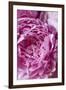 Peony-Karyn Millet-Framed Photographic Print