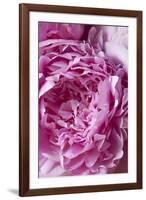 Peony-Karyn Millet-Framed Photographic Print