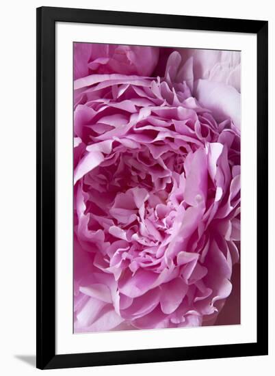 Peony-Karyn Millet-Framed Photographic Print