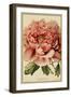 Peony-Vintage Lavoie-Framed Giclee Print