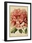 Peony-Vintage Lavoie-Framed Giclee Print