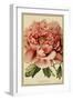 Peony-Vintage Lavoie-Framed Giclee Print