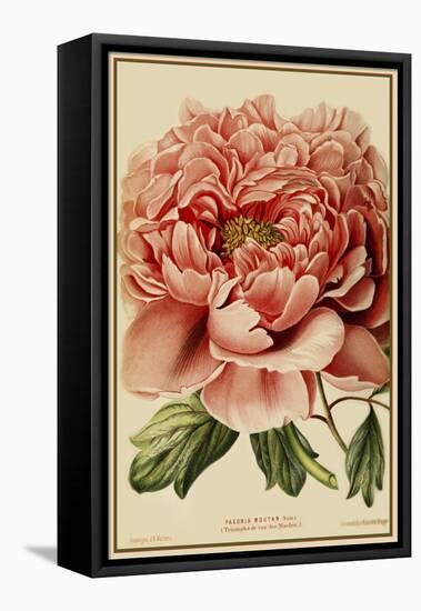 Peony-Vintage Lavoie-Framed Stretched Canvas