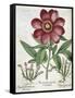 Peony-null-Framed Stretched Canvas