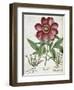 Peony-null-Framed Giclee Print