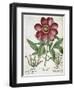 Peony-null-Framed Giclee Print