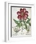 Peony-null-Framed Giclee Print