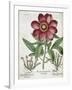 Peony-null-Framed Giclee Print