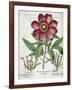 Peony-null-Framed Giclee Print