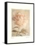 Peony-Amy Melious-Framed Stretched Canvas