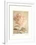 Peony-Amy Melious-Framed Art Print