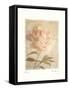 Peony-Amy Melious-Framed Stretched Canvas