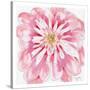 Peony-Beverly Dyer-Stretched Canvas