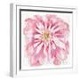 Peony-Beverly Dyer-Framed Art Print