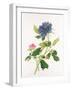 Peony-Georg Dionysius Ehret-Framed Giclee Print