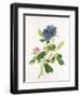 Peony-Georg Dionysius Ehret-Framed Giclee Print