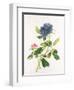 Peony-Georg Dionysius Ehret-Framed Giclee Print