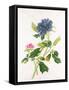 Peony-Georg Dionysius Ehret-Framed Stretched Canvas