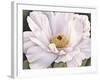 Peony-Virginia Huntington-Framed Art Print