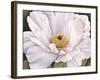 Peony-Virginia Huntington-Framed Art Print