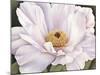 Peony-Virginia Huntington-Mounted Art Print