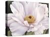 Peony-Virginia Huntington-Stretched Canvas