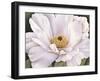 Peony-Virginia Huntington-Framed Art Print