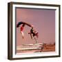 People Bouncing on Trampolines at Trampoline Center-J^ R^ Eyerman-Framed Photographic Print