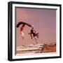 People Bouncing on Trampolines at Trampoline Center-J^ R^ Eyerman-Framed Photographic Print