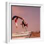 People Bouncing on Trampolines at Trampoline Center-J^ R^ Eyerman-Framed Photographic Print