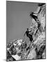 People Climbing the Teton Mountains-Hansel Mieth-Mounted Photographic Print