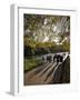 People Enjoy an Autumn Walk in St James's Park in Autumn-Julian Love-Framed Photographic Print