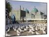 People Feeding the Famous White Pigeons, Mazar-I-Sharif, Afghanistan-Jane Sweeney-Mounted Photographic Print